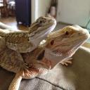 Rankin's Dragon-1