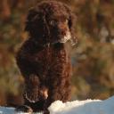 American Water Spaniel Puppy