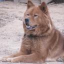 Akita Chow dog