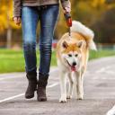 How to Leash Train a Dog-2