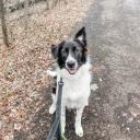 Border Sheepdog Breed