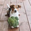 Can Dogs Eat Broccoli-1