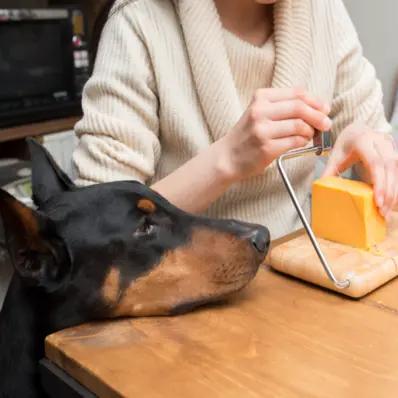 Can Dogs Eat Cheese? Everything You Need to Know Image