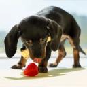 can dogs eat strawberries-2