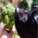 Can Dogs Eat Broccoli-3