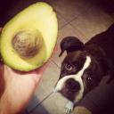 Can Dogs Eat Avocado-3