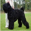 Black Russian Terrier Dog Breed