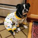 Boston Terrier Pekingese Mix Picture