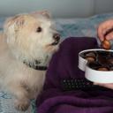 What Foods Are Toxic to Dogs-1