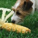 Can Dogs Eat Corn-3