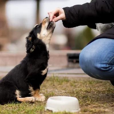Can Dogs Eat Cashews? Image