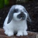 Mini Lop-3