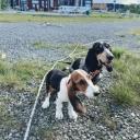 Basset Bleu de Gascogne