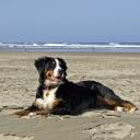 Bernese Mountain Dog Photo