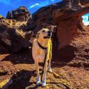 Anatolian Shepherd