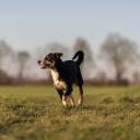 Appenzeller Sennenhund Dog