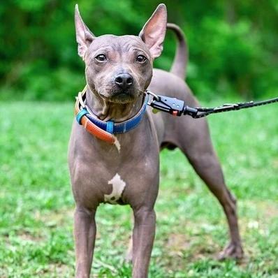 American Hairless Terrier Image