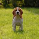 Beagle Dog