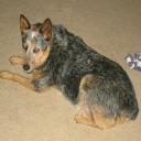 Australian Stumpy Tail Cattle Dog Breed