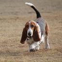 Basset Hound Photo