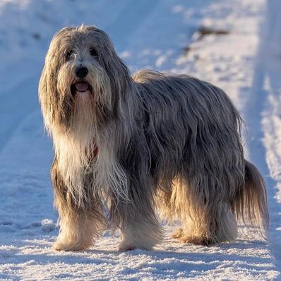 Bearded Collie Image