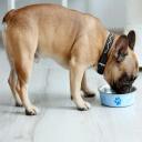 Can Dogs Eat Cashews-1