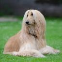 Afghan Hound Dog Photo