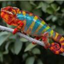 Panther Chameleon-1