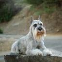 Standard Schnauzer Photo