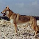 Czechoslovakian Vlcak (Wolf dog)