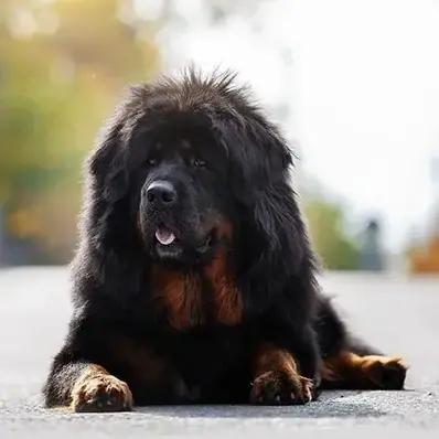 Tibetan Mastiff Image