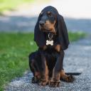 American English Coonhound Dog Photo