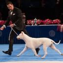 Dogo Argentino in Dog show