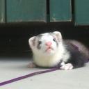 blaze ferret-2