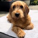 Basset Fauve de Bretagne Dog Breed