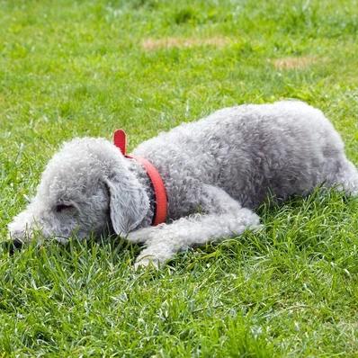 Bedlington Terrier Image