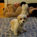 Cavachon dog breed