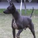 American Hairless Terrier Dog