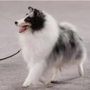 Shetland Sheepdog