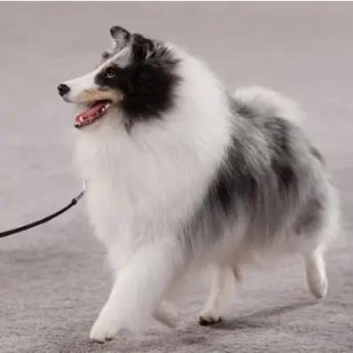 Shetland Sheepdog Image