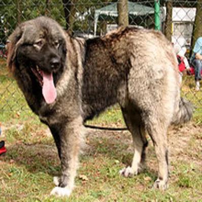 Caucasian Shepherd Dog Image