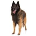 Belgian Tervuren Dog Breed