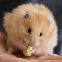 Golden Hamster-2