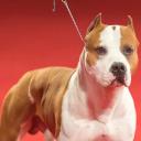 Staffordshire Bull Terrier Photo