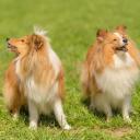 Two Shetland Sheepdogs