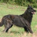 Dutch Shepherd Dog