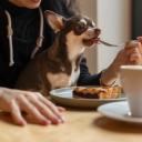 What Foods Are Toxic to Dogs-2
