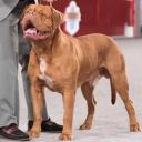 Dogue de Bordeaux dog breed