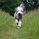 Bearded Collie Photo