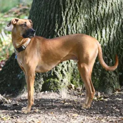 Black Mouth Cur Image